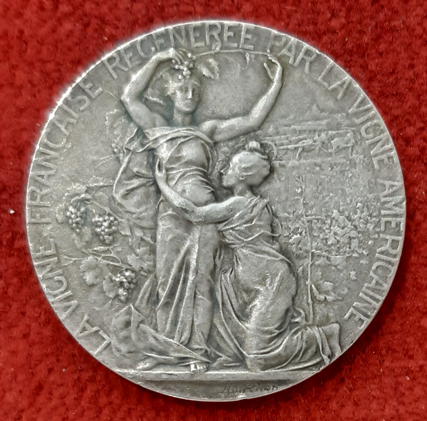 Médaille Argent La vigne française Régénéré par la vigne américaine. Hérault